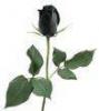 Blackrose - ait Kullanc Resmi (Avatar)