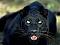 Blackpanther nickli yeye ait kullanc resmi (Avatar)