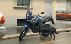 yamaha.jpg