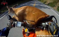 motosikeltgeyikkazayaris.jpg