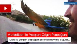 motorla-yarisan-papagan.jpg