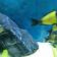 Aquarist
