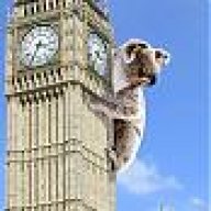koala
