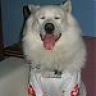 ICEDOG