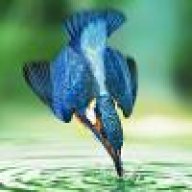 kingfisherr
