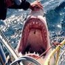 GreatWhiteShark