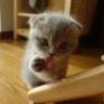 Clicker