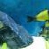 Aquarist