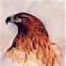 HAPPY FALCON