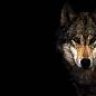 AloneWolf07
