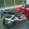 jackal_parlo