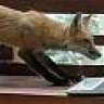 fuchs