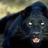 Blackpanther