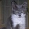 Race cat