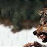 WOLF 81