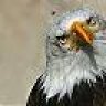eagle65