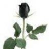 Blackrose