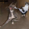 kedi.34