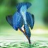 kingfisherr