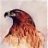 HAPPY FALCON