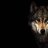 AloneWolf07