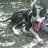 pit-bull