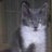 Race cat