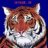 TIGER2009