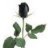 Blackrose
