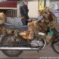 En-Kotu-Motosikletler-017