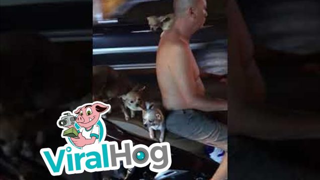 Bir motosiklet üzerinde 5 köpek